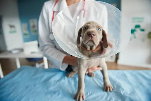 Castración y esterilización veterinaria en Santander