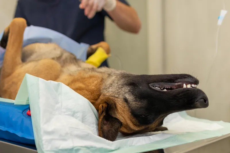 Castracion y esterilizacion