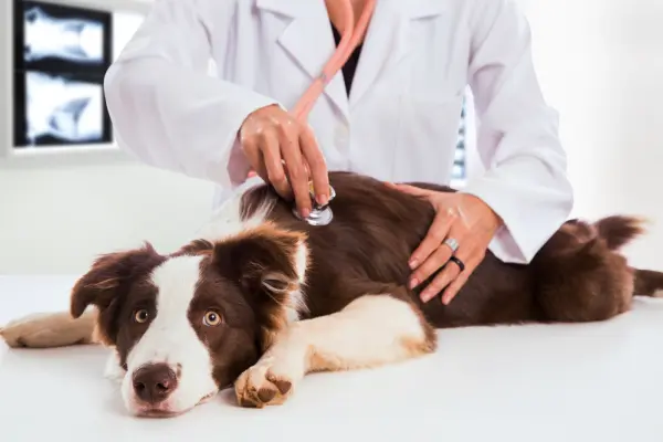 Medicina canina en Santander revisión veterinaria para perros Clínica Los Robles