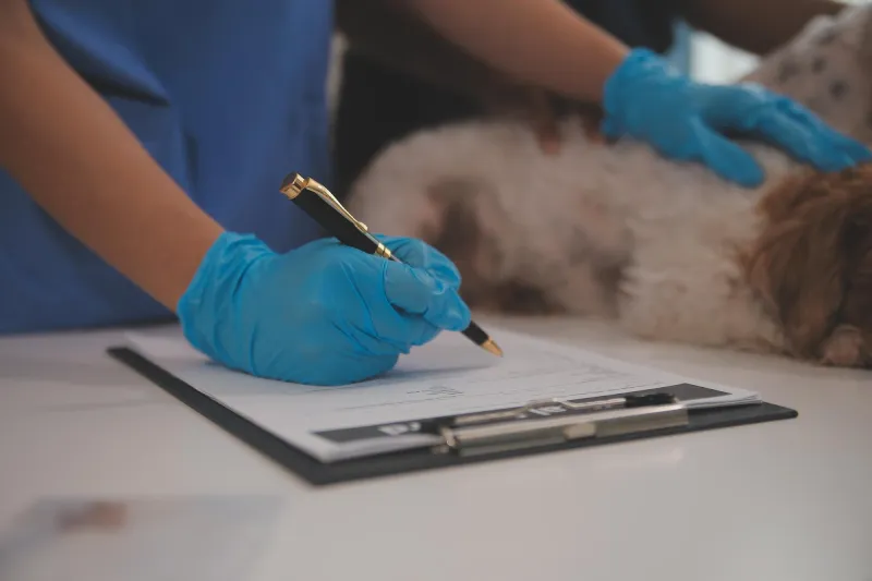 Microchip y pasaporte veterinario en santander