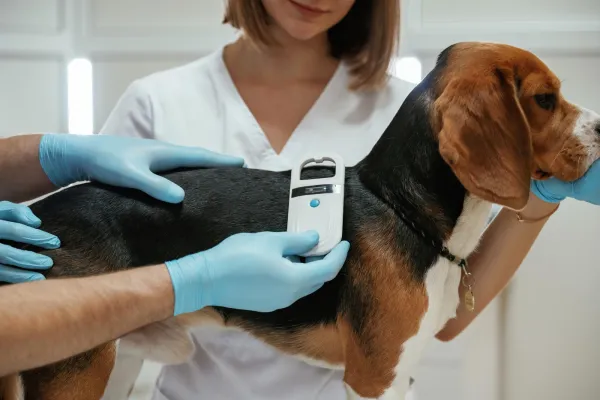 Microchip y pasaporte veterinario en Santander para perros y gatos