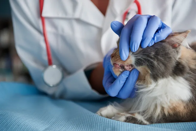 Odontologia veterinaria para gatos en santander