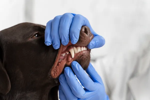 Odontología veterinaria en Santander para perros y gatos Clínica Los Robles