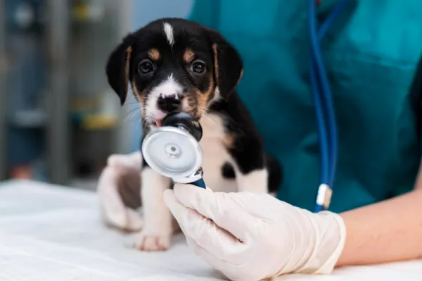 Packs para cachorros en Santander en Clínica Veterinaria Los Robles