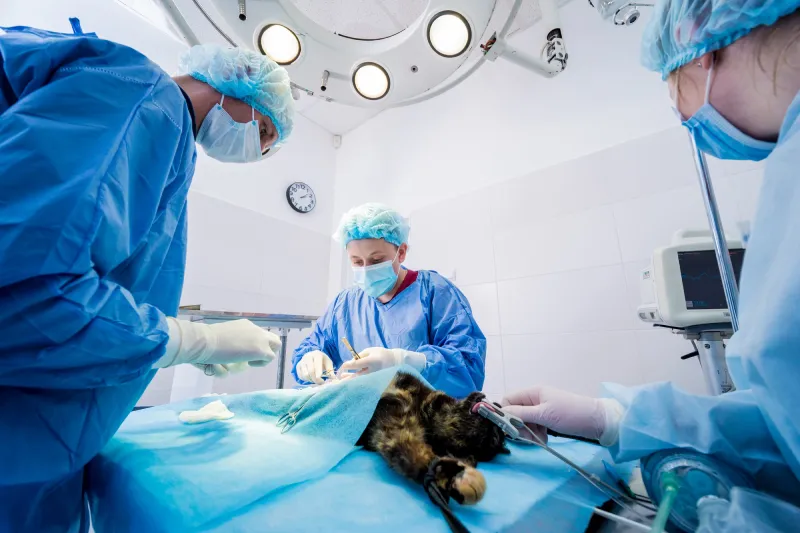 Quirófano y cirugía veterinaria en santander