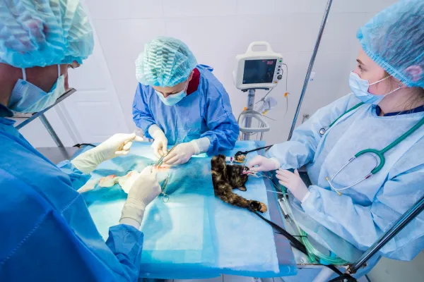 Cirugía veterinaria en Santander en quirófano de Clínica Los Robles