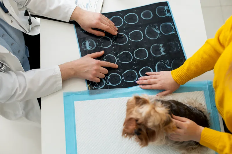 Radiología digital veterinaria en santander