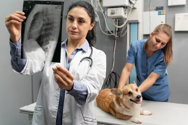 Radiología digital veterinaria en Santander en Clínica Los Robles
