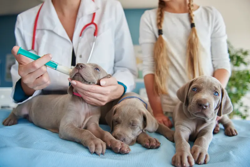 Un cuidado veterinario adaptado a cada etapa de su vida