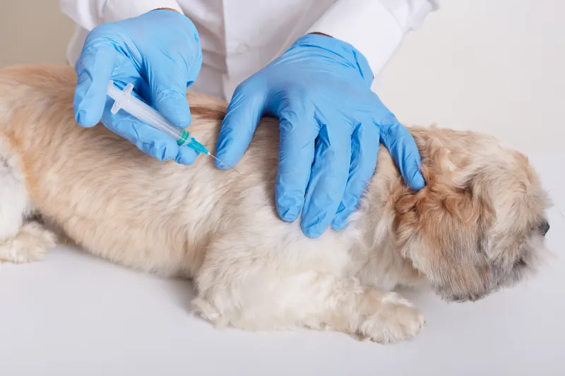 Vacunación veterinaria en Santander para perros y gatos en Clínica Los Robles