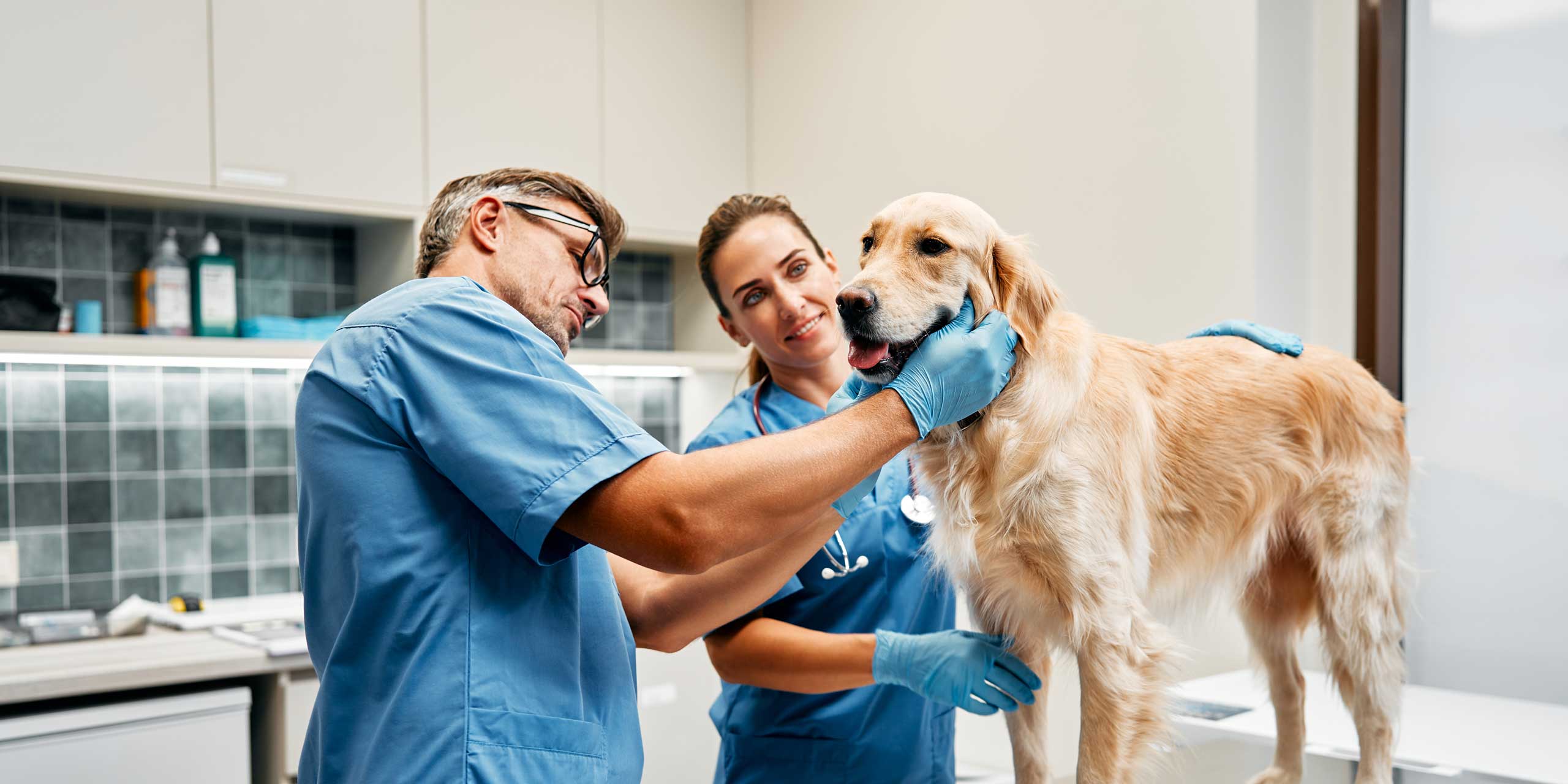 Veterinario en Santander Clínica Veterinaria Los Robles