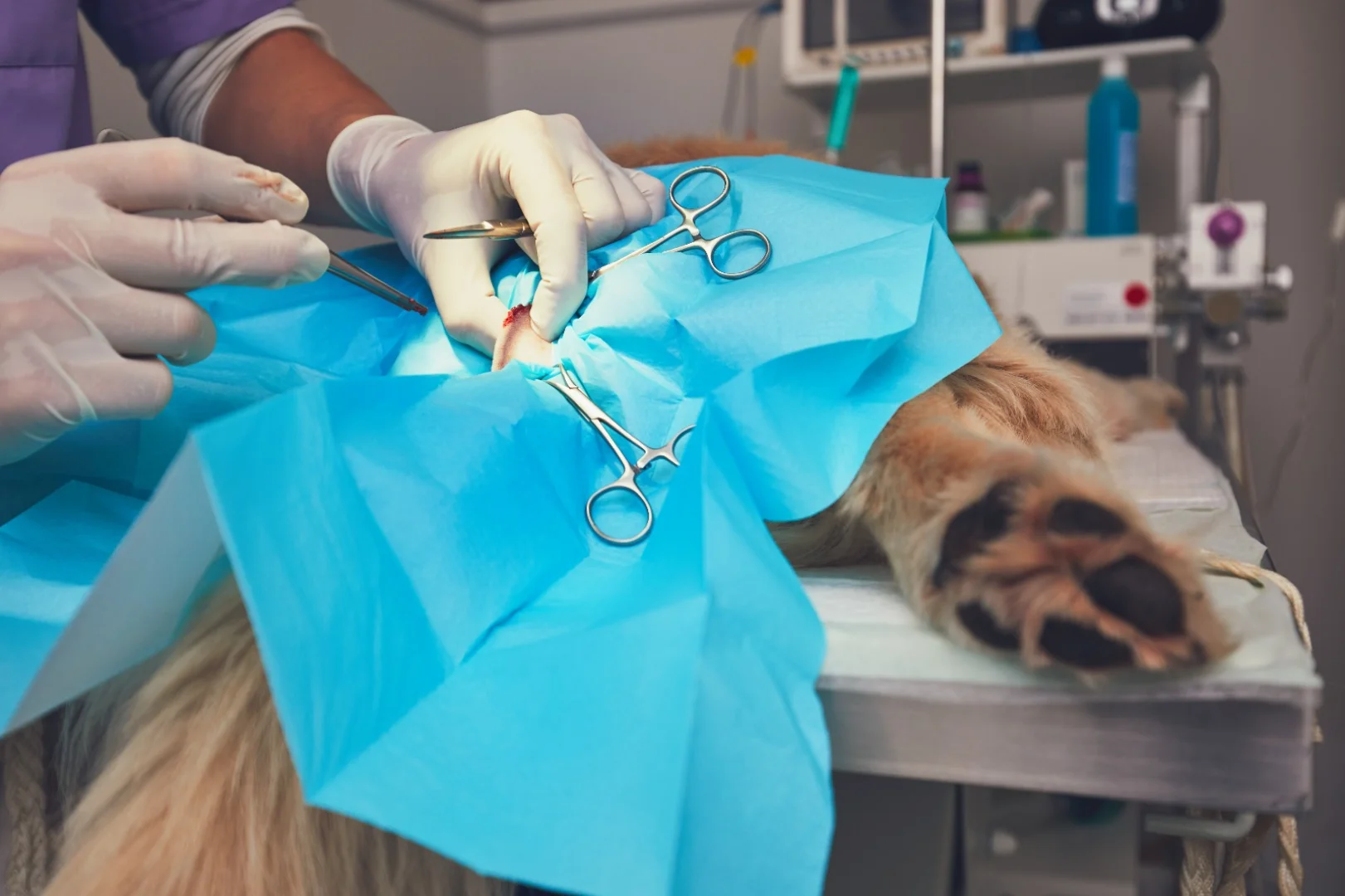 Castración y esterilización en Santander, españa