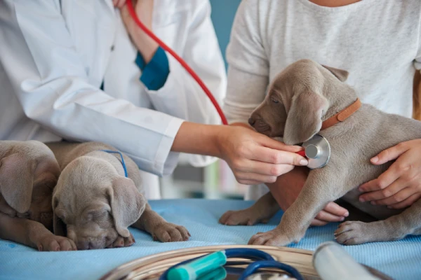 medicina general veterinaria en Santander para perros y gatos