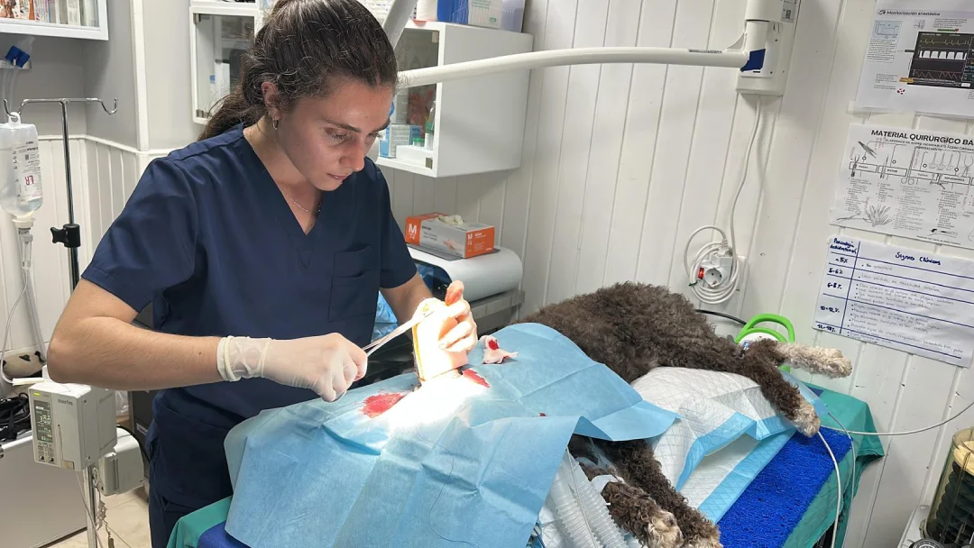 Quirófano y cirugía 2 Quirófano y cirugía veterinaria en santander y toda españa
