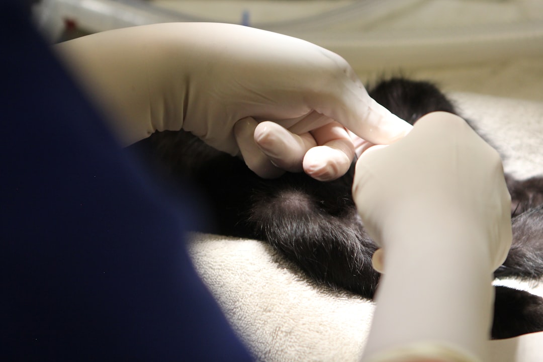 Veterinario de Clínica Veterinaria Los Robles examinando a un cachorro negro para determinar la edad ideal de castración
