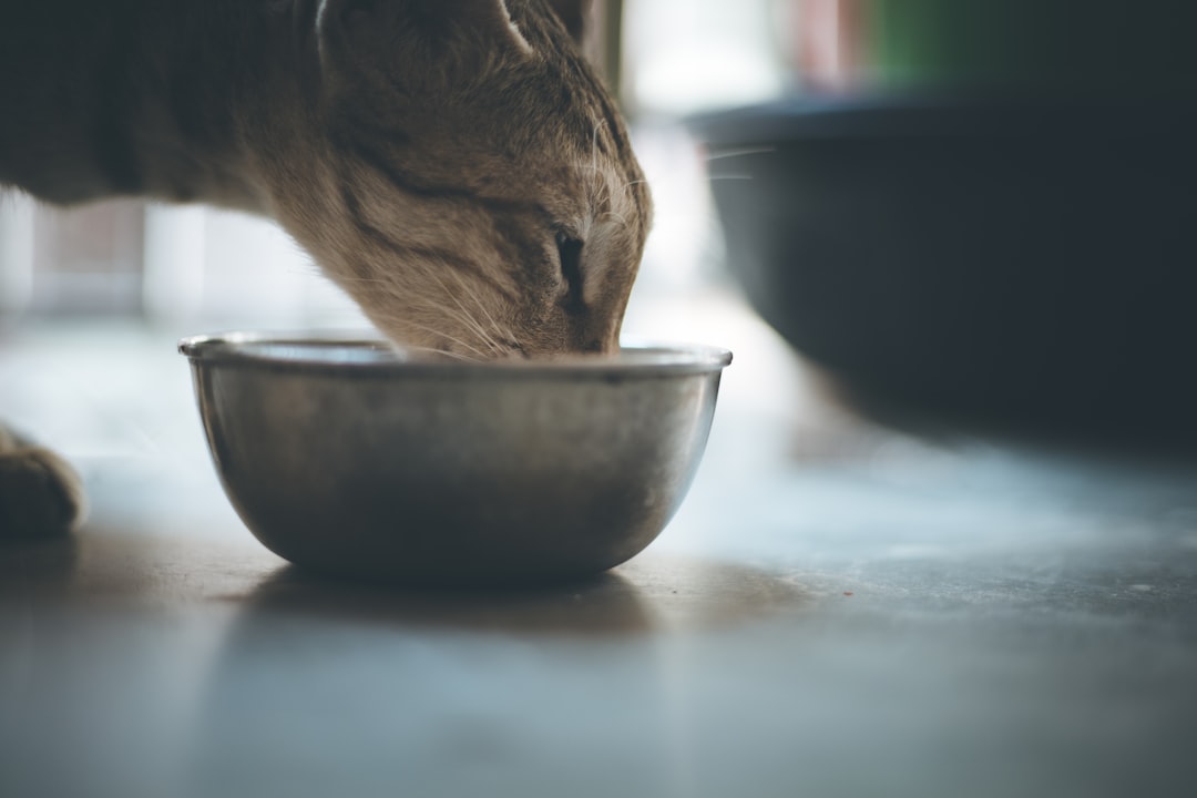Gato atigrado comiendo con hambre de su cuenco metálico, un síntoma que estudian en Clínica Veterinaria Los Robles Santander