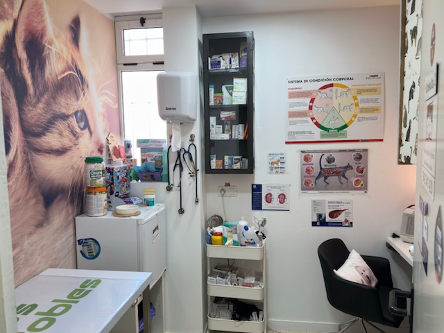 oncologia veterinaria gatos