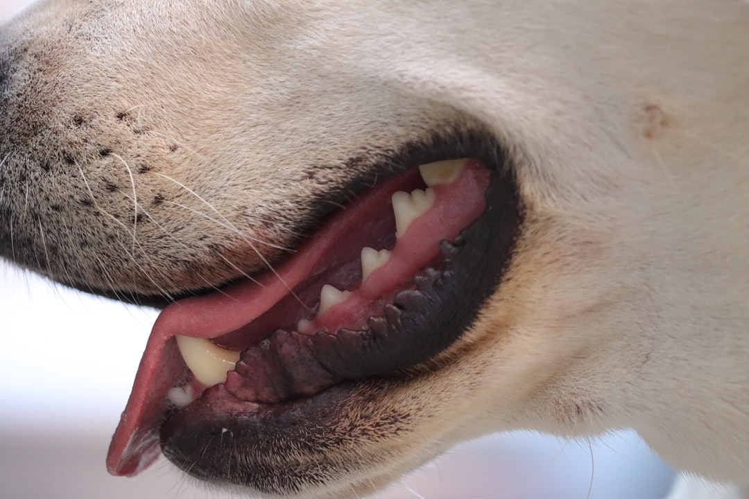 Primer plano de la boca de un perro con sarro visible en dientes y encías, caso tratado en Clínica Veterinaria Los Robles Santander