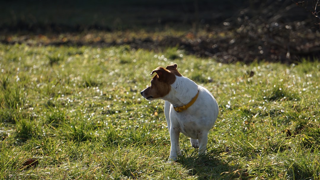 Perro Jack Russell con heces en el jardín, señal de alarma que Clínica Veterinaria Los Robles ayuda a diagnosticar