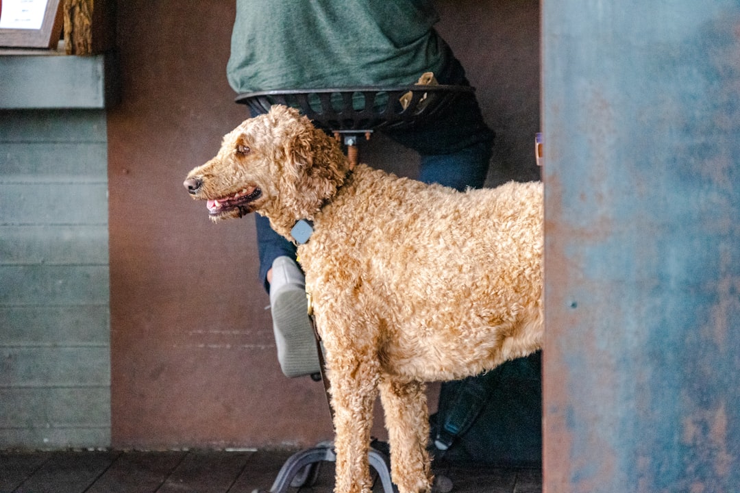 Perro golden con posible hernia revisado en Clínica Veterinaria Los Robles junto a su dueño en Santander
