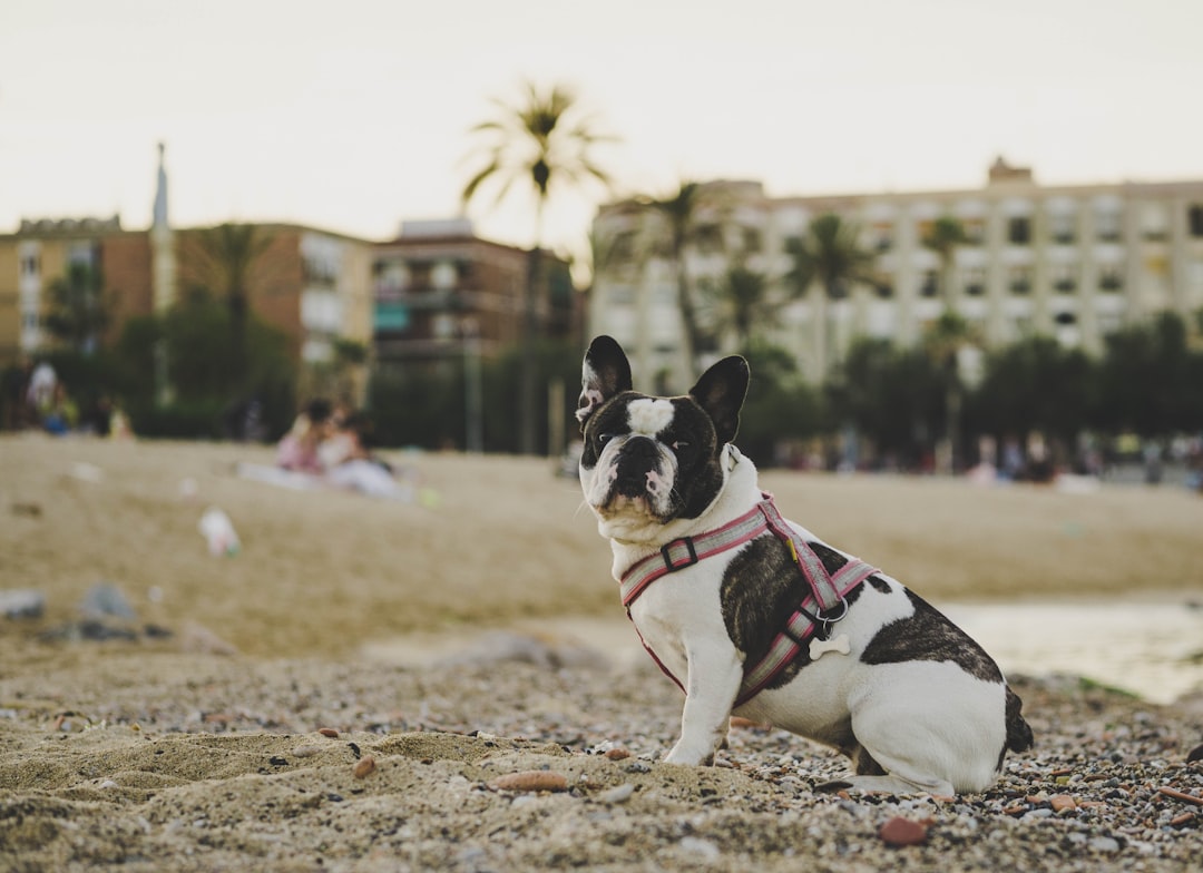 Bulldog francés con arnés rosa disfrutando de la playa en vacaciones, ideal para perros según Clínica Veterinaria Los Robles Santander