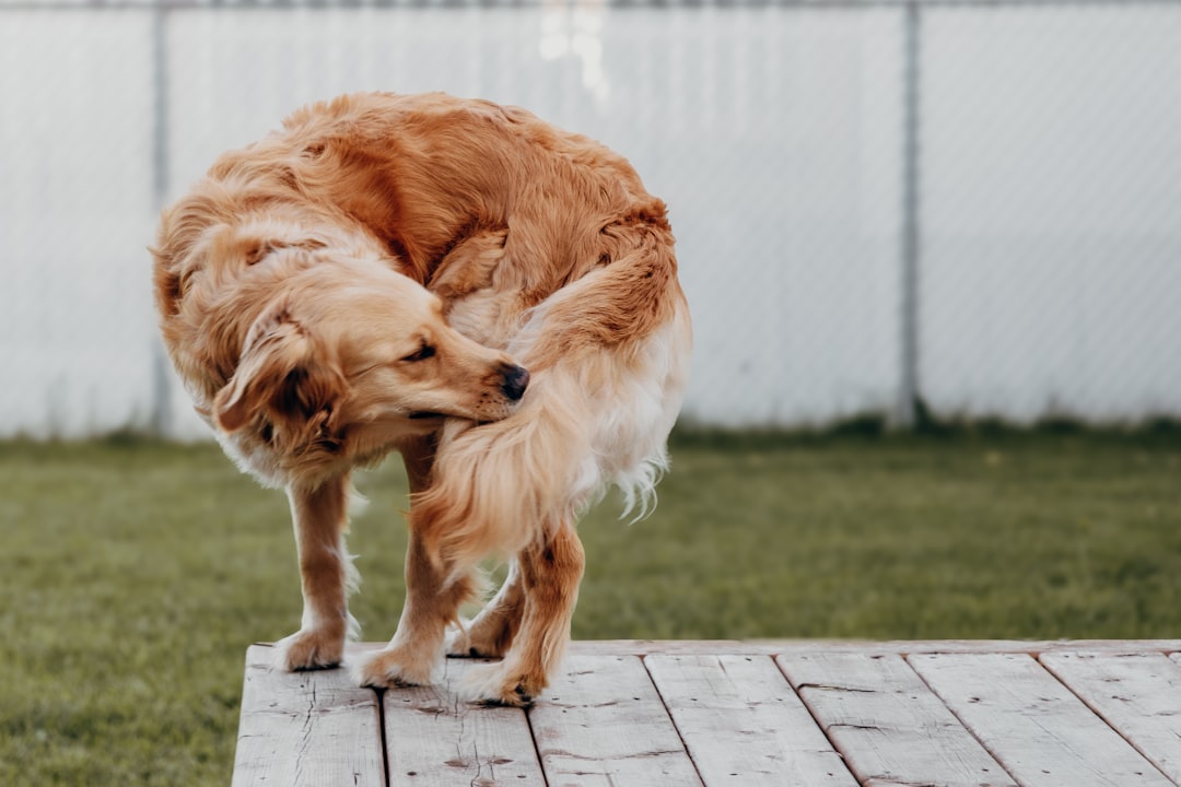 Perro golden retriever mordiéndose por picor intenso, síntoma de alergias o parásitos que trata Clínica Veterinaria Los Robles