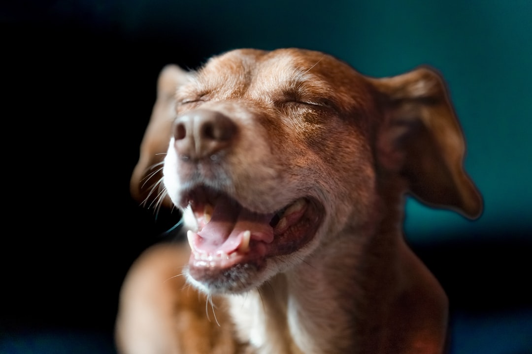Perro con respiración agitada y boca abierta, señal de alerta que los veterinarios de Clínica Veterinaria Los Robles evalúan con precisión