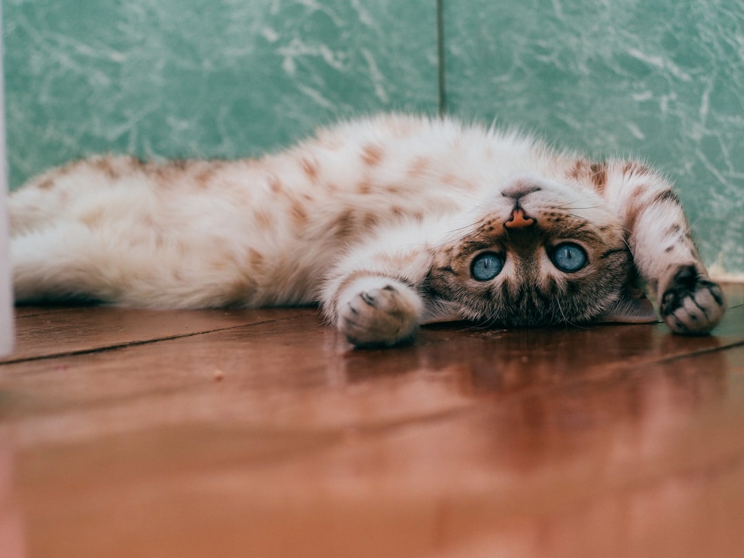 Gatito con ojos azules tumbado boca arriba en el suelo, síntoma de relajación felina tratada en Clínica Veterinaria Los Robles