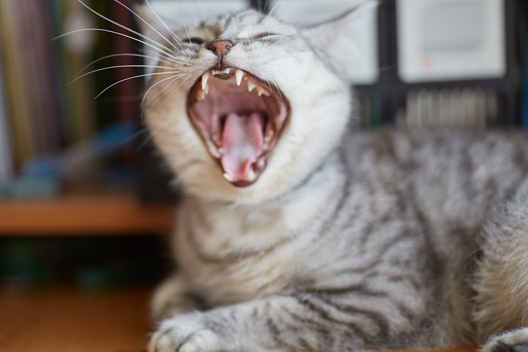 Gato atigrado gris con la boca abierta mostrando dientes, posible señal de enfermedad dental felina tratada en Clínica Veterinaria Los Robles
