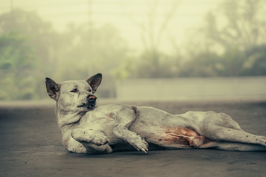 Perro callejero herido tumbado en el suelo, posible vector de zoonosis, atendido en Clínica Veterinaria Los Robles Santander