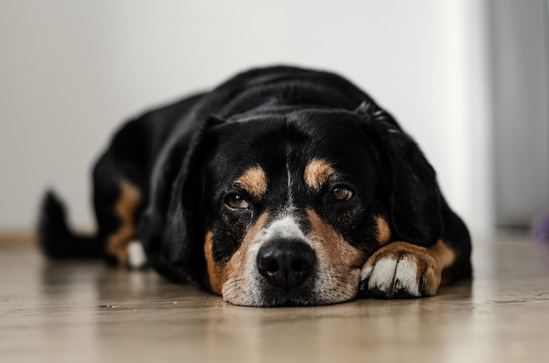 Perro con posible daño renal agudo descansando en el suelo, atendido en Clínica Veterinaria Los Robles de Santander