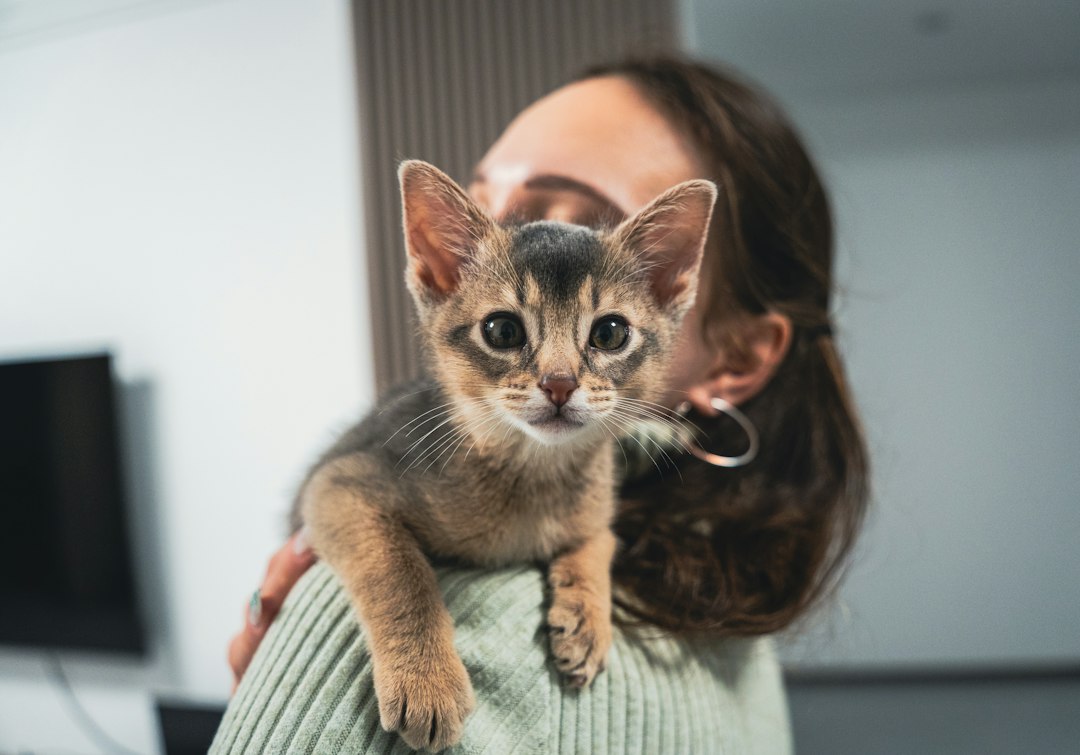 Gatito recién adoptado en Santander sostenido por su dueña, listo para su primera revisión en Clínica Veterinaria Los Robles