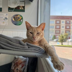 Expertos en salud animal, comprometidos con tu tranquilidad